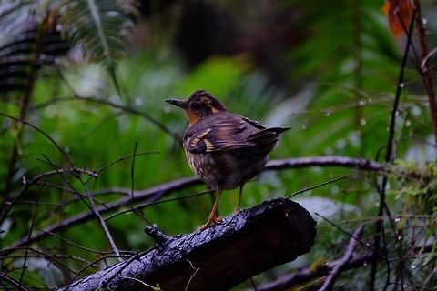 Varied Thrush ixoreus naevius Geotagged,Ixoreus naevius,United States,Varied thrush,songbird