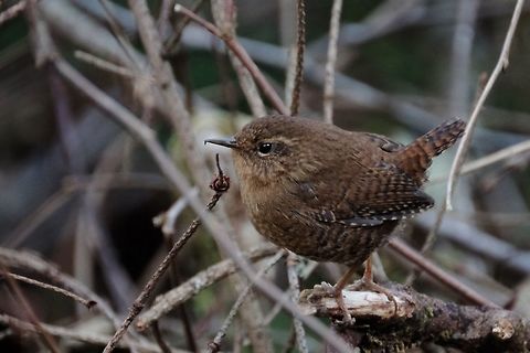 Winter Wren troglodytes hiemalis Geotagged,Troglodytes hiemalis,United States,Winter,Winter Wren,Wren