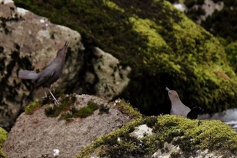 Song of the Dipper American Dipper American Dipper,Cinclus mexicanus,Dipper,Geotagged,United States,Winter