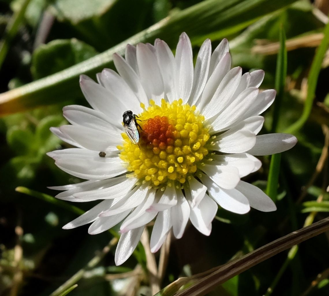 Common daisy  Bellis perennis,Common daisy,Geotagged,United States,Winter