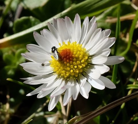 Common daisy  Bellis perennis,Common daisy,Geotagged,United States,Winter