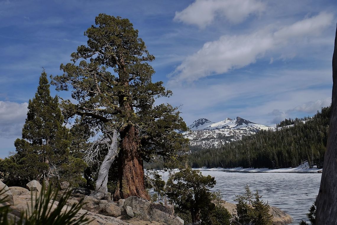 Juniper Tree  Geotagged,Spring,Trees,United States