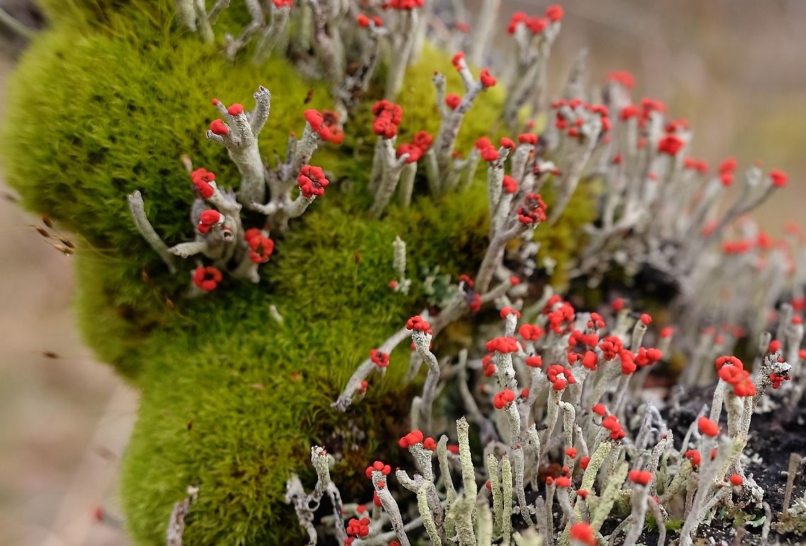 Lipstick Powderhorn Cladonia macilenta  Cladonia,Cladonia macilenta,Geotagged,Lipstick Powderhorn,United States,Winter
