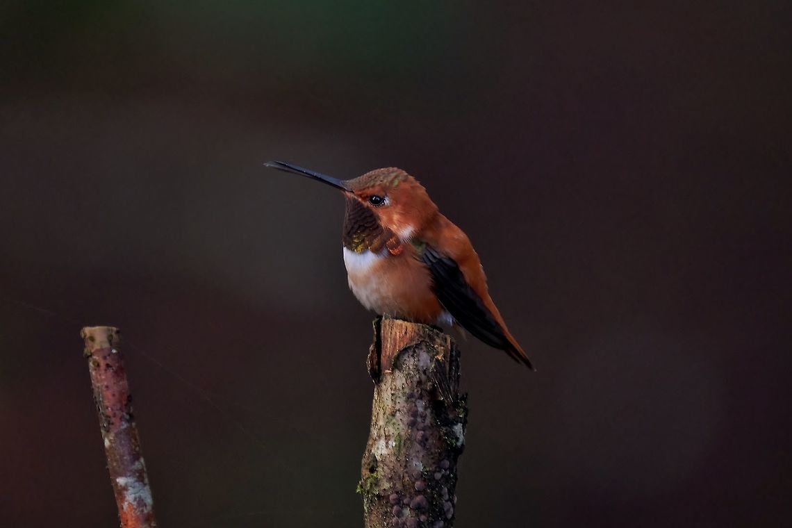 Rufous Hummingbird - male. Selasphorus rufus Geotagged,Hummingbird,Rufous Hummingbird,Selasphorus rufus,United States,Winter