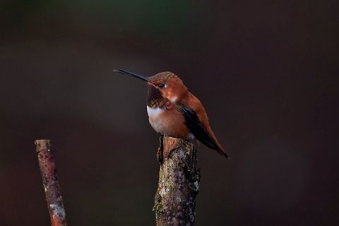 Rufous Hummingbird - male. Selasphorus rufus Geotagged,Hummingbird,Rufous Hummingbird,Selasphorus rufus,United States,Winter