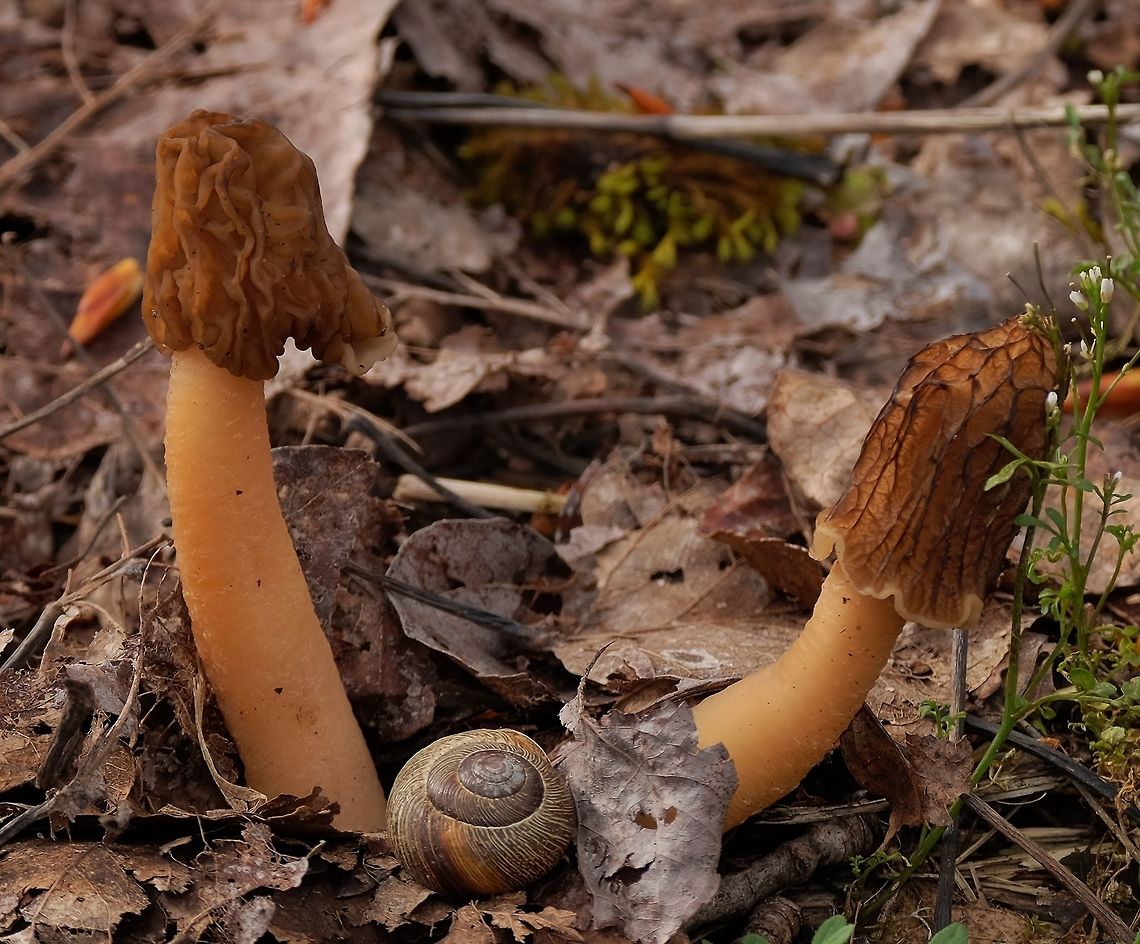 Half-Free Morel morchella populiphila Geotagged,Morchella populiphila,Spring,United States,morchela populiphila,wild mushrooms