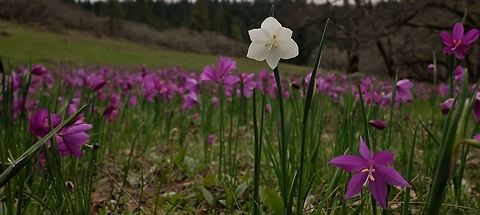 White Grasswidow  Geotagged,Olsynium douglasii,Spring,United States,wild flower