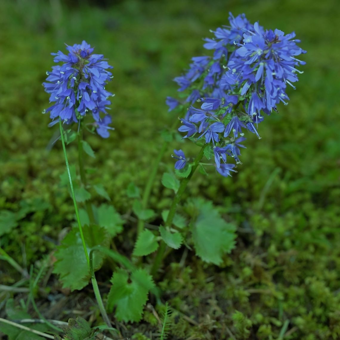 Columbia Kittentails synthyris missurica var stellata Geotagged,Spring,Synthyris missurica,United States,wild flower