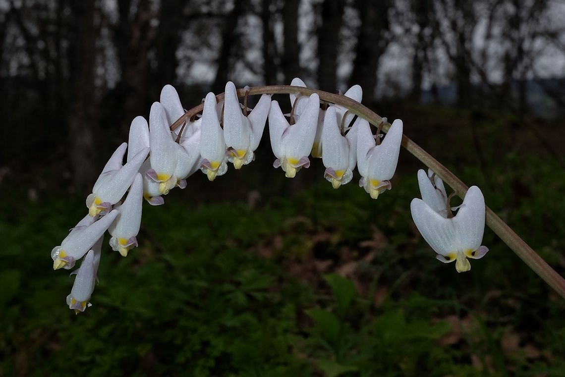 Dutchman's Breeches  Dicentra cucullaria,Dutchman's breeches,Geotagged,Spring,United States,Wildflowers