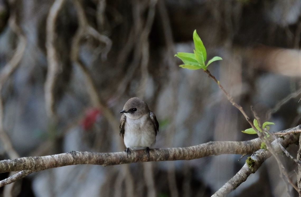 Swallow Northern rough winged swallow Geotagged,Northern rough-winged swallow,Spring,Stelgidopteryx serripennis,United States,bird