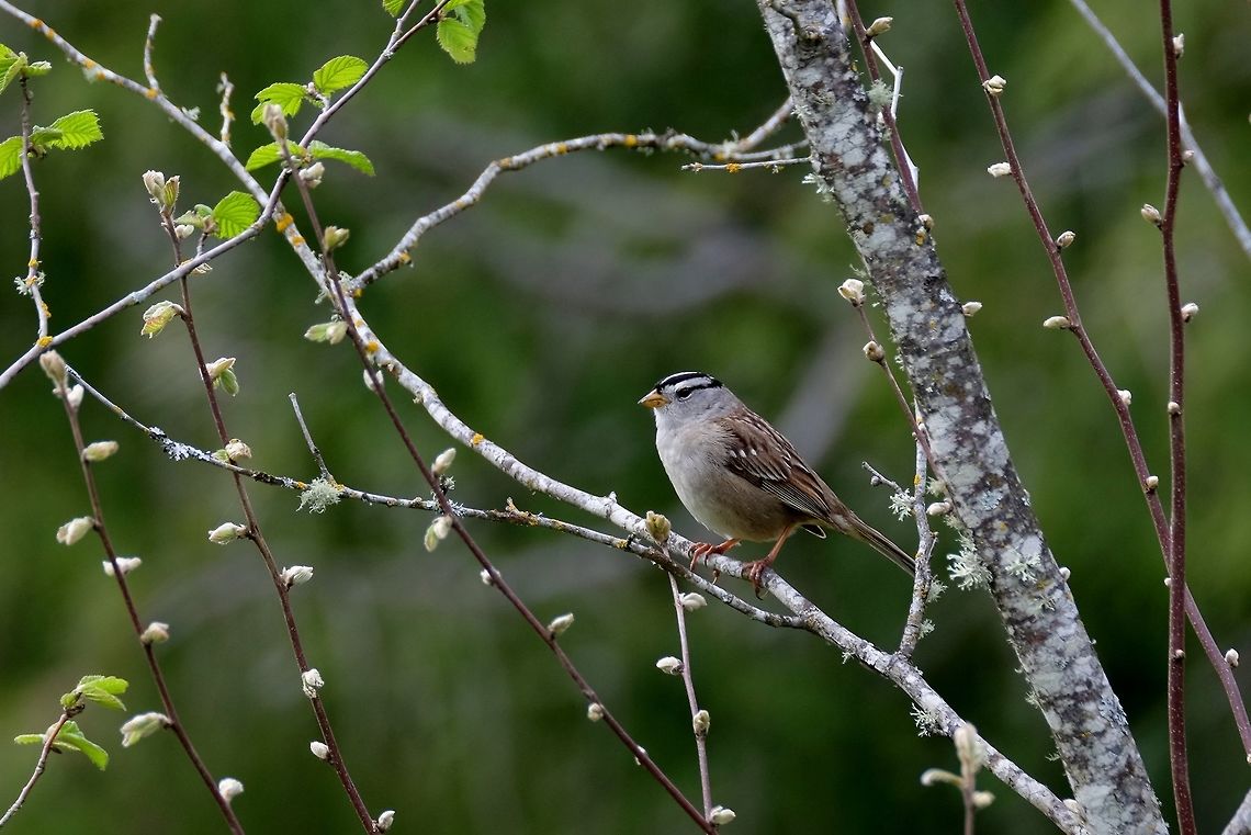 White-crowned sparrow.  Geotagged,Spring,United States,White-crowned Sparrow,Zonotrichia leucophrys,songbird