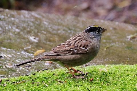 Golden crowned sparrow zonotrichia atricapilla Geotagged,Golden-crowned sparrow,Spring,United States,Zonotrichia atricapilla,songbird