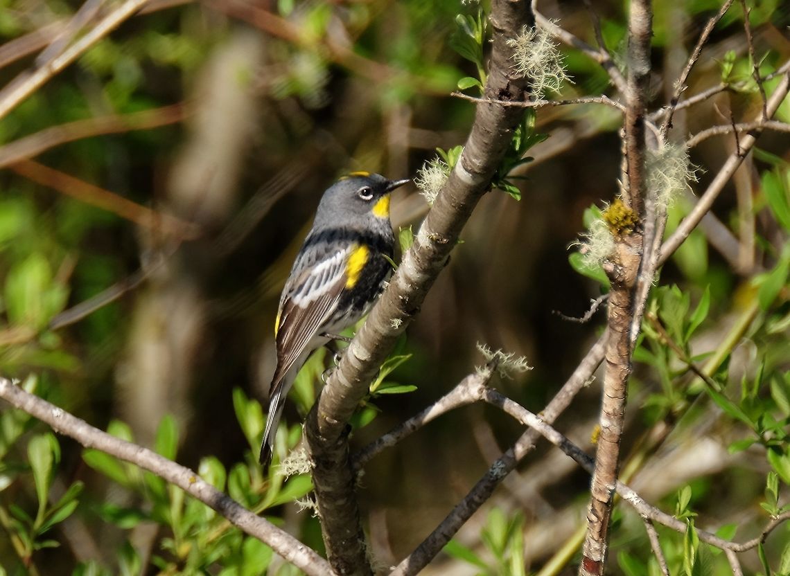 Audubon's Warbler Yellow-rumped warble Geotagged,Setophaga coronata,Spring,United States,Yellow-rumped warbler,songbird