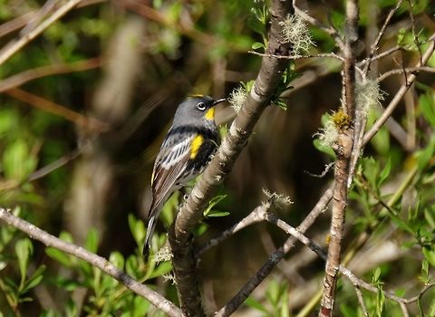 Audubon's Warbler Yellow-rumped warble Geotagged,Setophaga coronata,Spring,United States,Yellow-rumped warbler,songbird