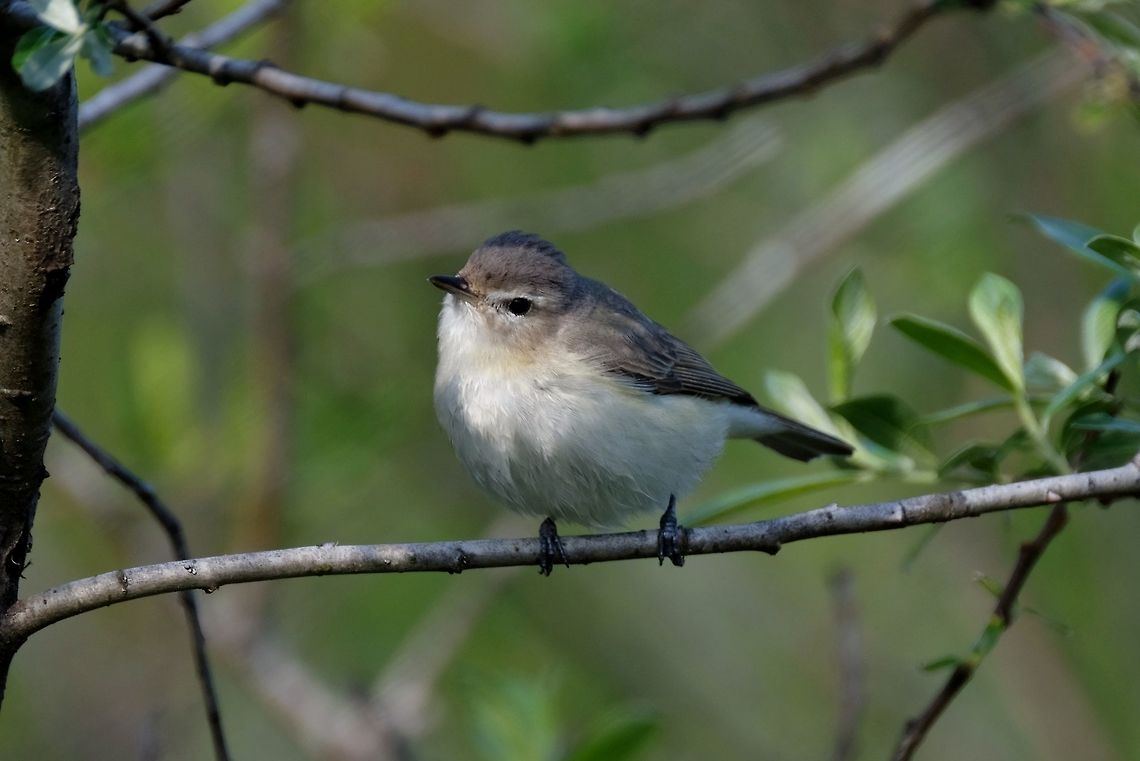 Warbling vireo vireo gilvus Geotagged,Spring,United States,Vireo gilvus,Warbling vireo,vireo