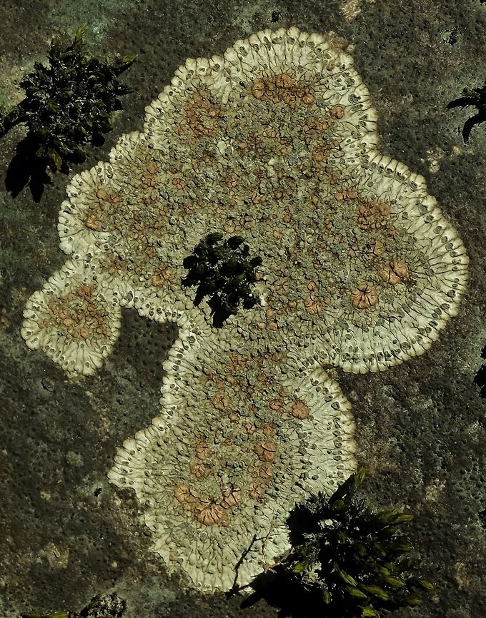 Placopsis gelida Lichen Geotagged,Placopsis gelida,Spring,United States,moss