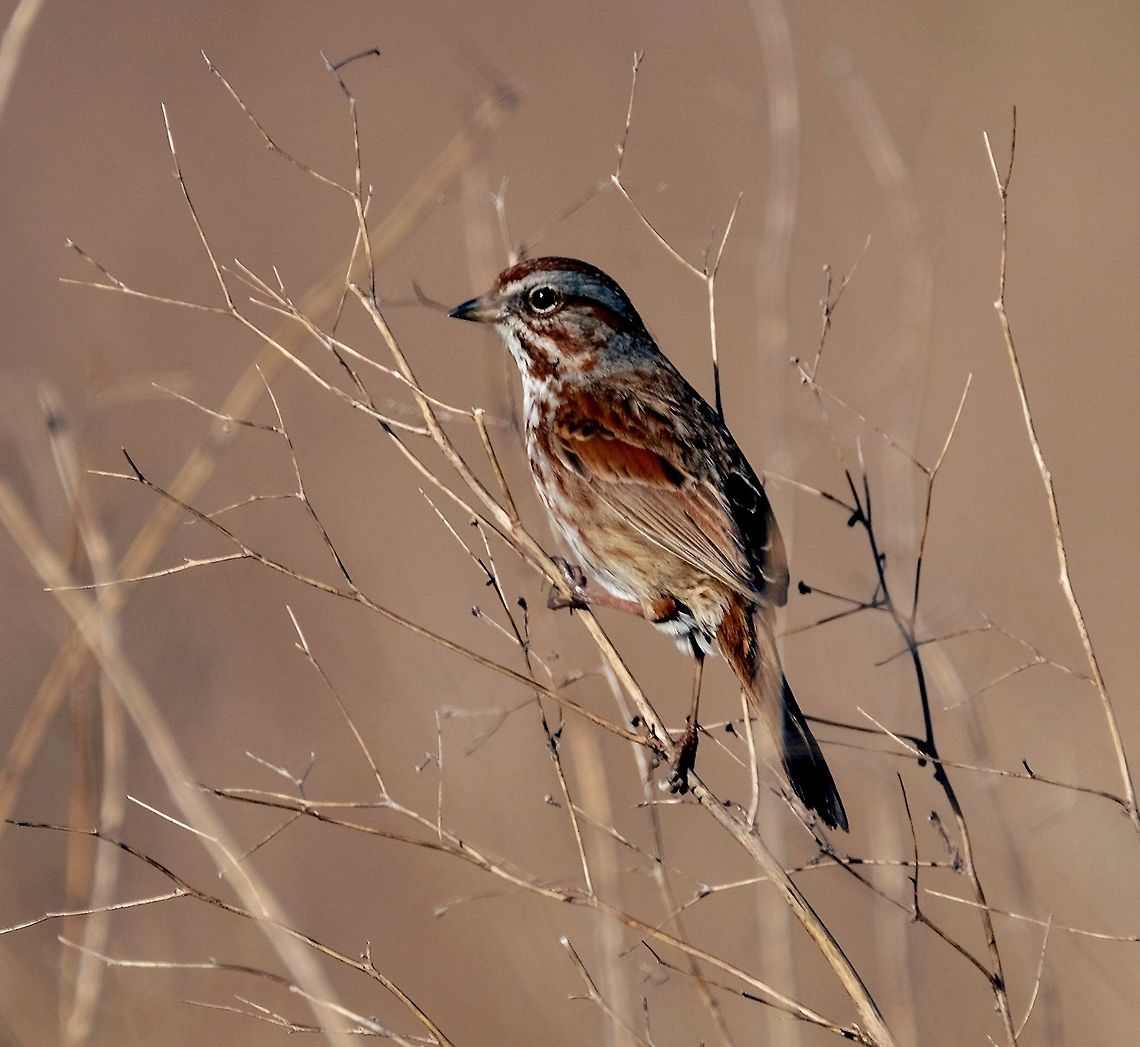 Song Sparrow  Geotagged,Melospiza melodia,Song Sparrow,Spring,United States,songbird