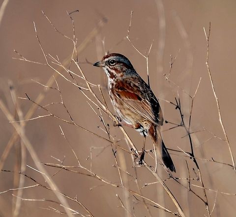 Song Sparrow  Geotagged,Melospiza melodia,Song Sparrow,Spring,United States,songbird