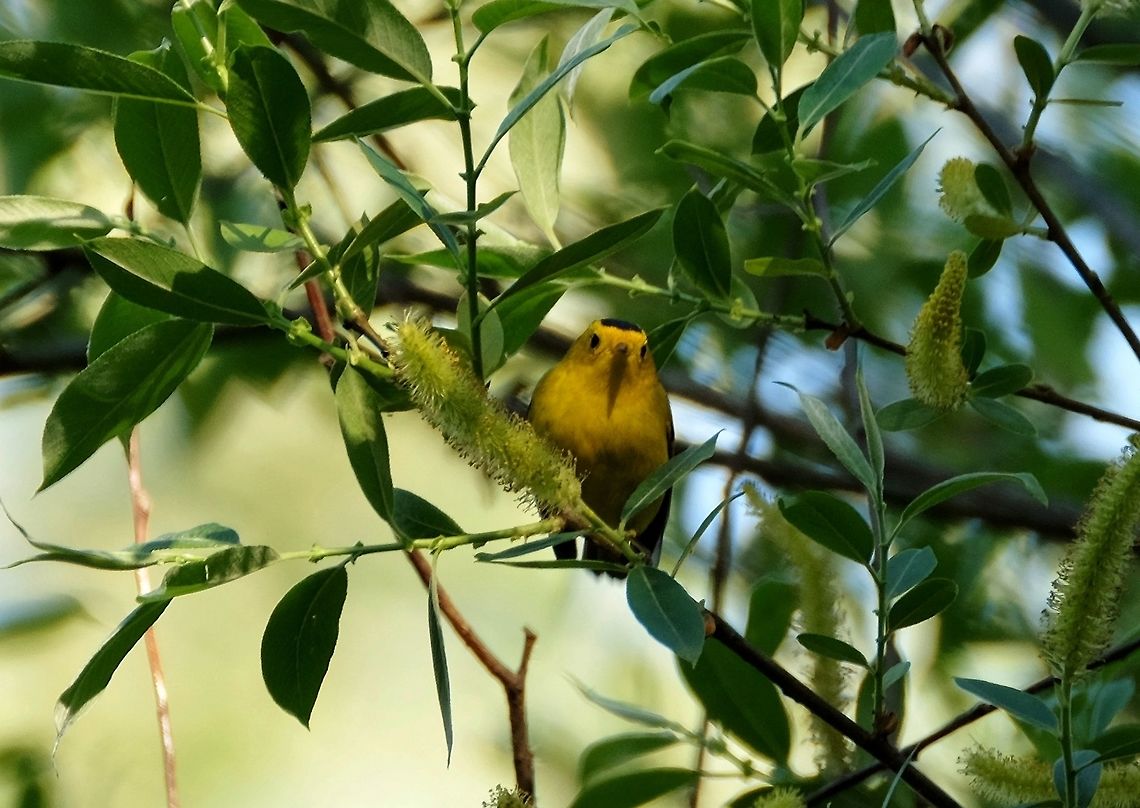 Wilson's Warble  Cardellina pusilla,Geotagged,Songbirds,Spring,United States,Wilsons warbler