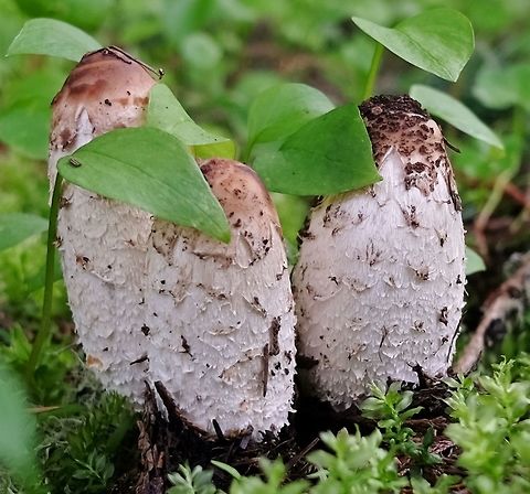 Shaggy Mane  Coprinus comatus,Geotagged,Spring,United States,Wildmushrooms