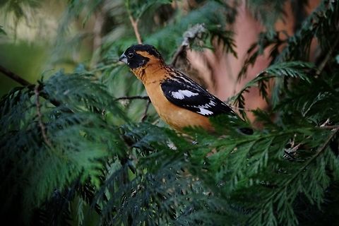 Black headed grosbeak male Black-headed grosbeak,Geotagged,Pheucticus melanocephalus,Spring,United States,songbird