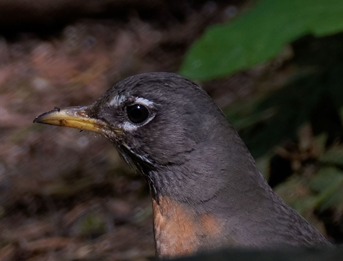 American robin-female  American Robin,Geotagged,Spring,Turdus migratorius,United States