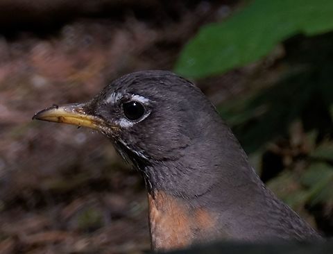 American robin-female  American Robin,Geotagged,Spring,Turdus migratorius,United States