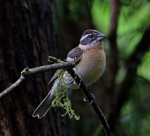 Black - headed Grosbeak - Female  Black-headed grosbeak,Geotagged,Pheucticus melanocephalus,Spring,United States,songbird