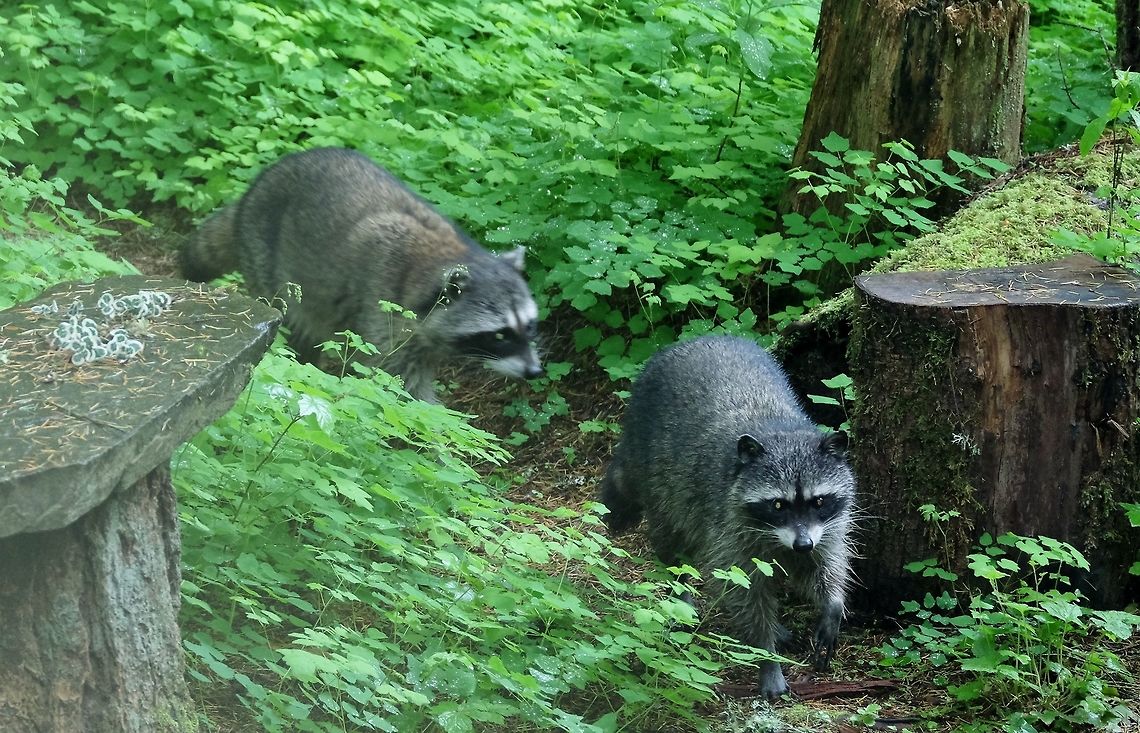 On the trail  Geotagged,Procyon lotor,Raccoon,Spring,United States,racoon