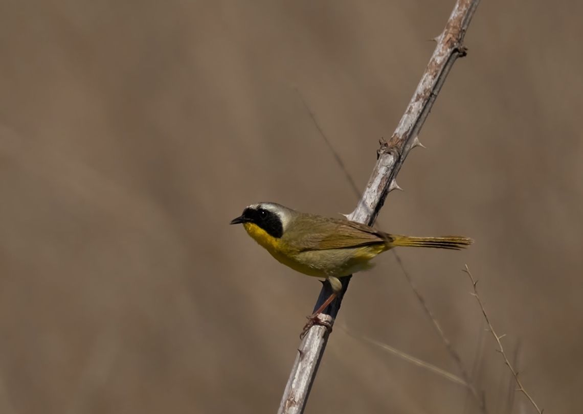 Common Yellowtroat  Common yellowthroat,Geotagged,Geothlypis trichas,Songbirds,Spring,United States