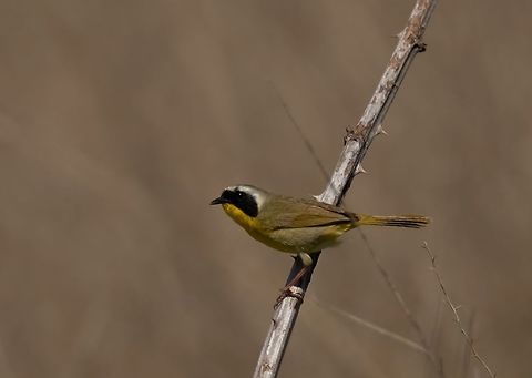 Common Yellowtroat  Common yellowthroat,Geotagged,Geothlypis trichas,Songbirds,Spring,United States
