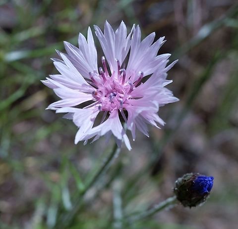 Bachelor's Button  Bachelors button,Centaurea cyanus,Geotagged,Spring,United States,Wildflowers