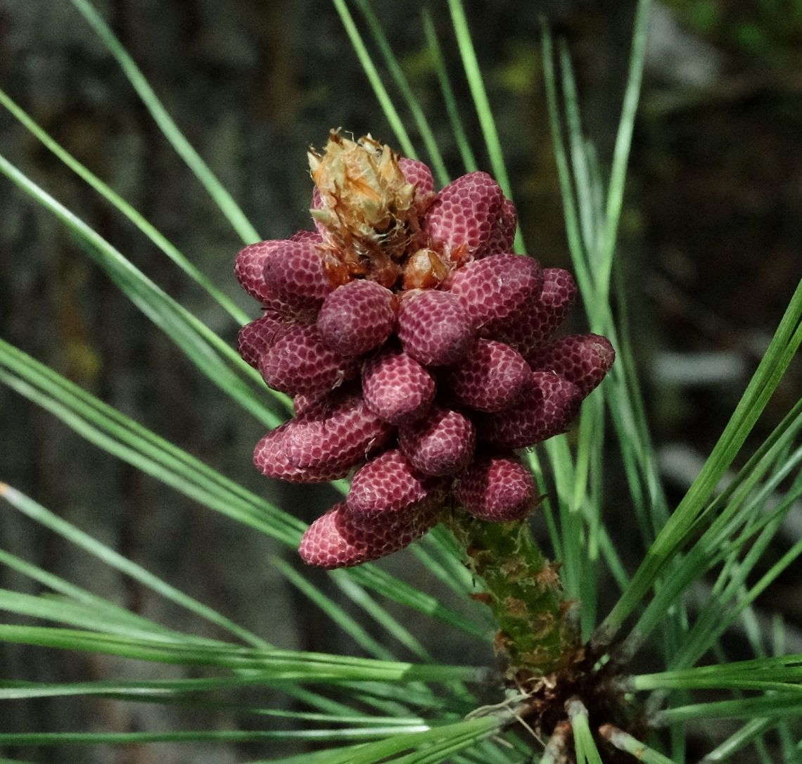 Ponderosa pine immature male cones  Geotagged,Pinus ponderosa,Spring,United States,trees