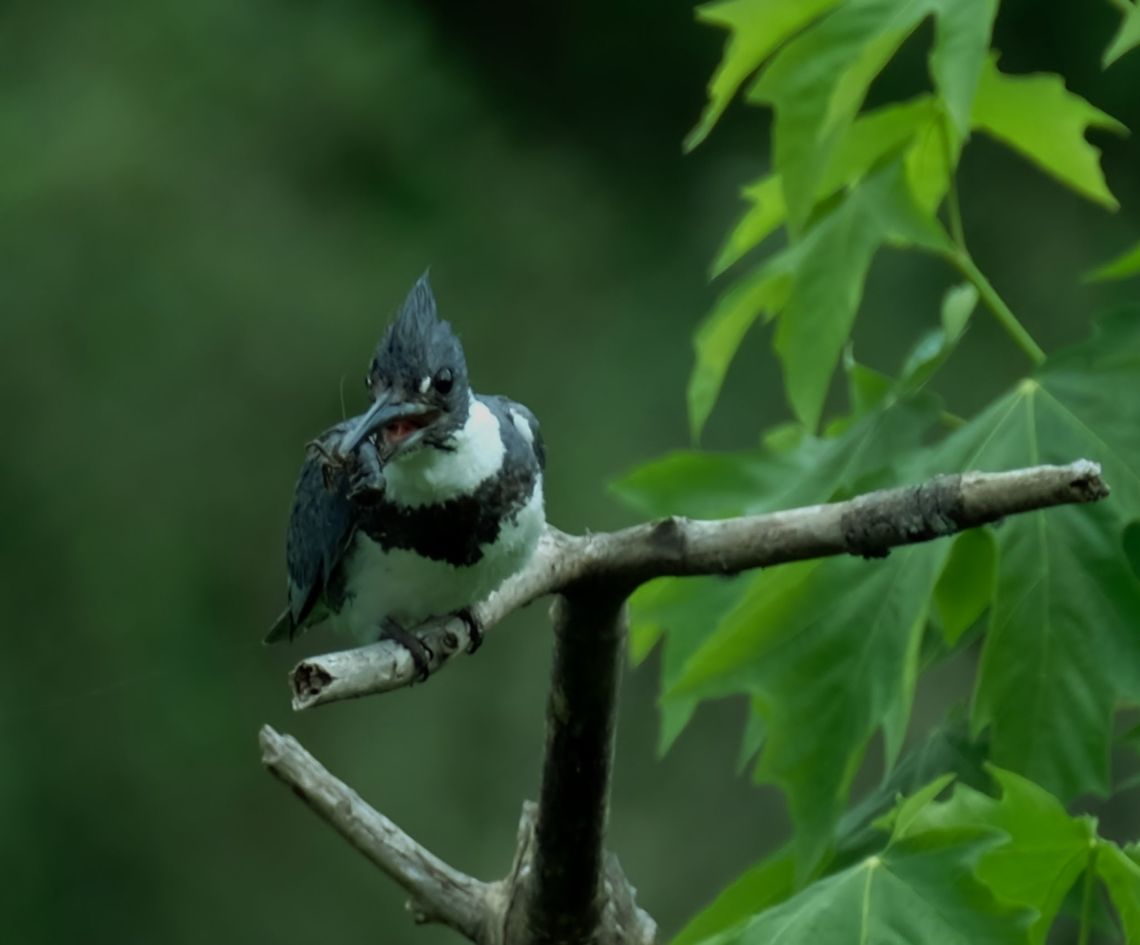 Belted Kingfisher  Belted kingfisher,Geotagged,Megaceryle alcyon,Spring,United States,fishing birds