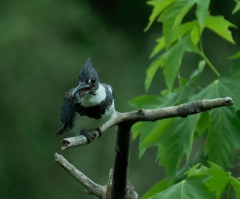 Belted Kingfisher  Belted kingfisher,Geotagged,Megaceryle alcyon,Spring,United States,fishing birds
