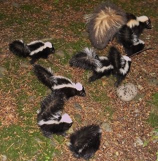Looks like family-hour. Striped Skunk Geotagged,Mammals,Mephitis mephitis,Spring,Striped skunk,United States