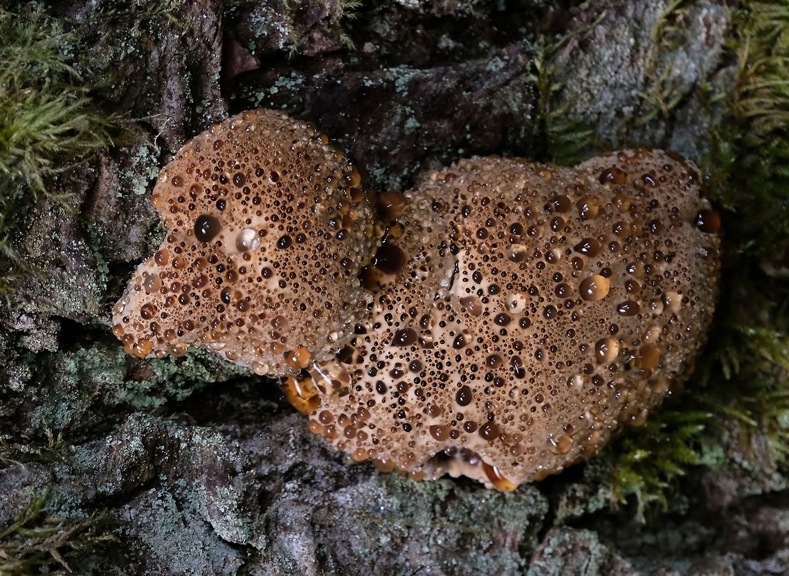 Pseudoinonotus dryadeus  Fungus,Geotagged,Hydnellum peckii,Spring,United States