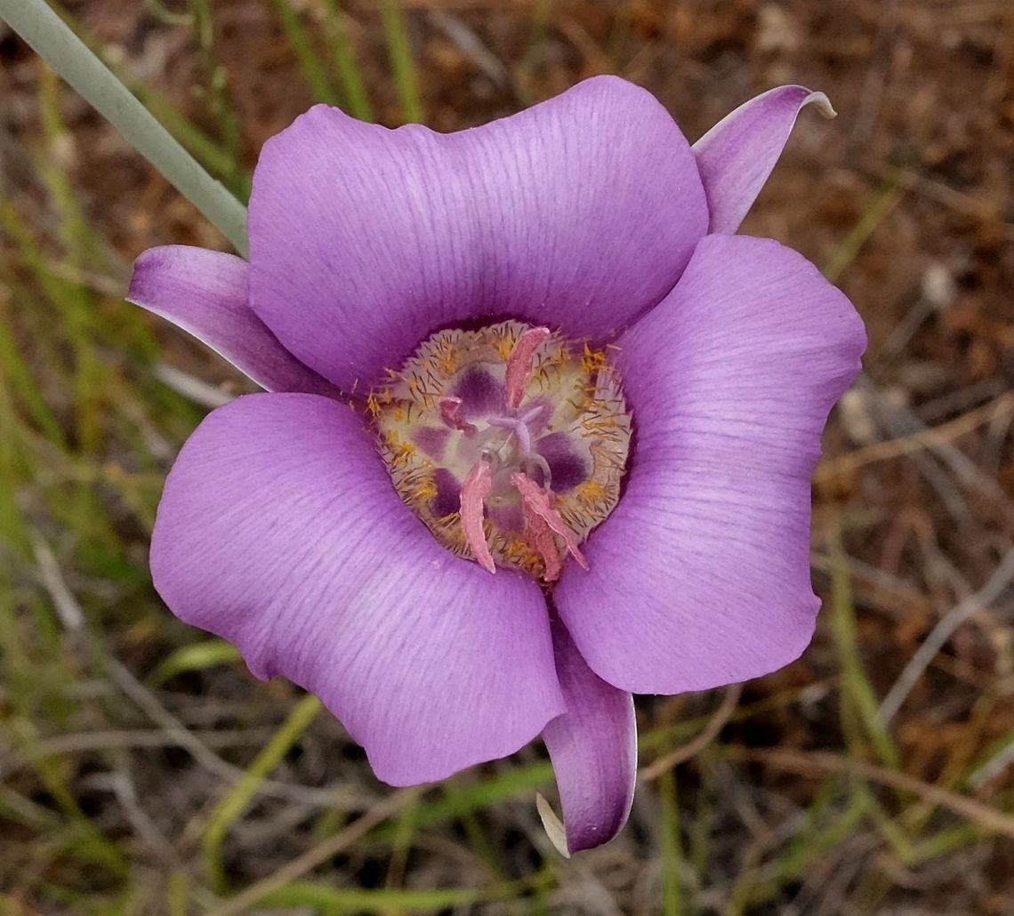 Sagebrush Mariposa Lily  Calochortus macrocarpus,Geotagged,Lily,Summer,United States,calochortus macrocarpus