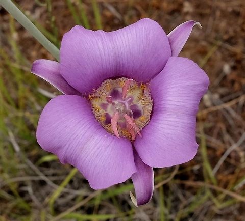 Sagebrush Mariposa Lily  Calochortus macrocarpus,Geotagged,Lily,Summer,United States,calochortus macrocarpus