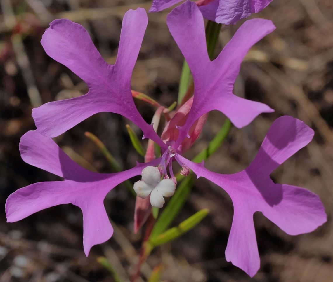 Clarkia clarkia pulchella Clarkia pulchella,Geotagged,Summer,United States,Wildflowers