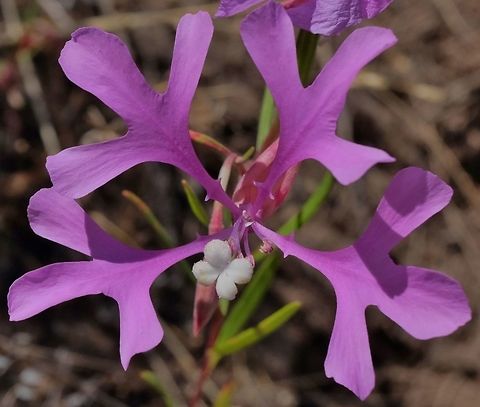 Clarkia clarkia pulchella Clarkia pulchella,Geotagged,Summer,United States,Wildflowers