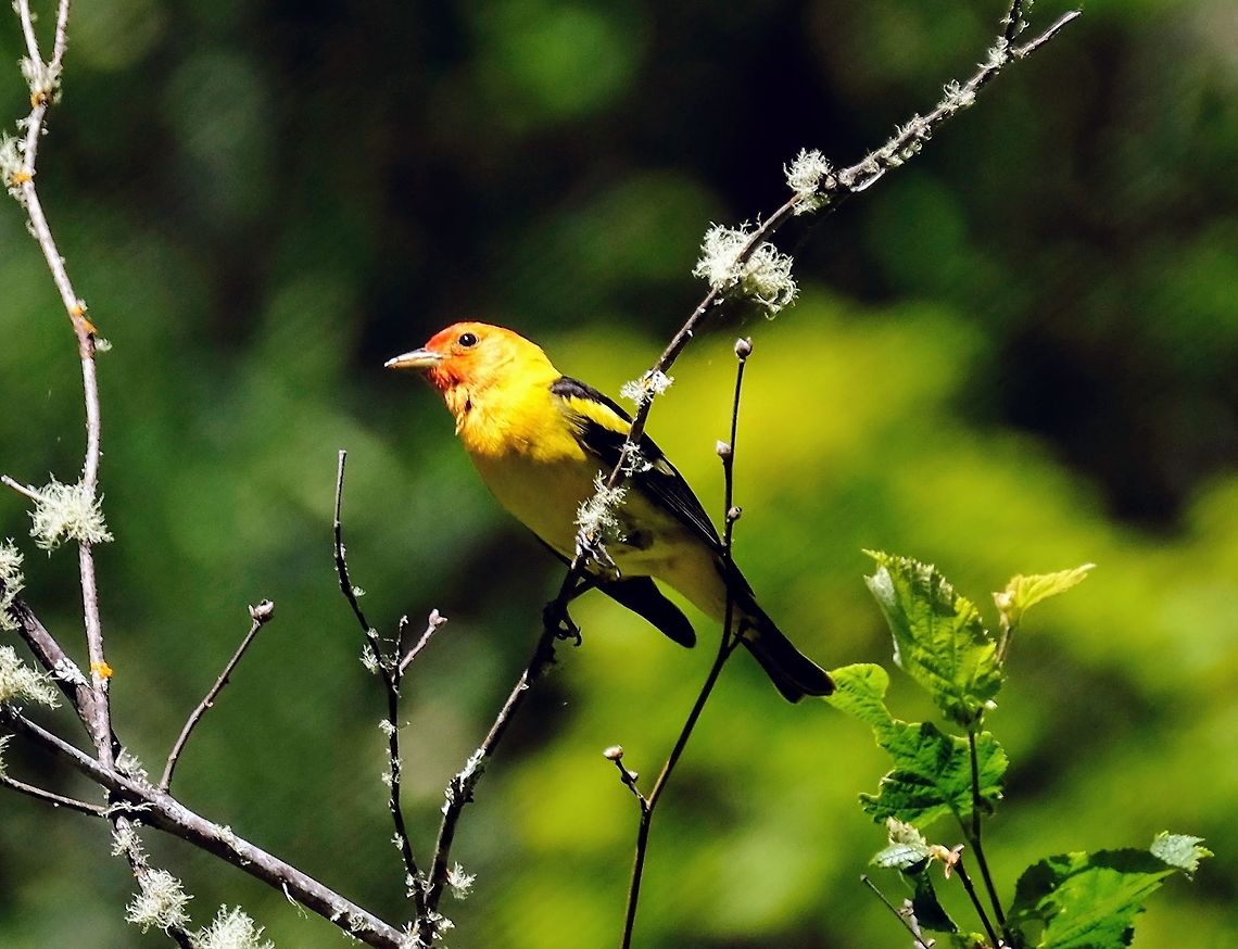 Western Tanager piranga ludoviciana Geotagged,Piranga ludoviciana,Summer,United States,Western tanager,songbird