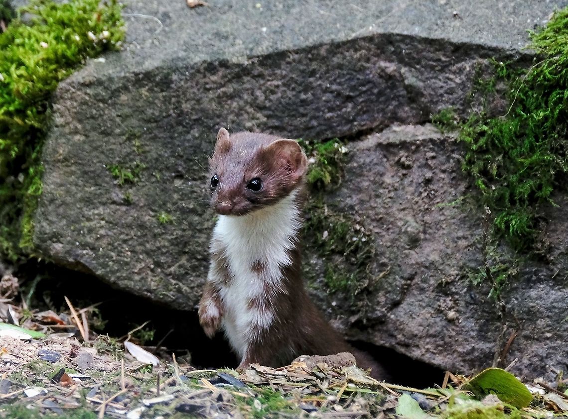 Long-tailed Weasel  Geotagged,Long-tailed weasel,Mustela frenata,Summer,United States,mammals