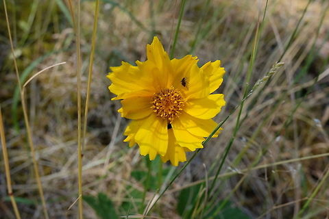Tickseed coreopsis grandiflora Coreopsis grandiflora,Geotagged,Summer,United States,Wildflowers
