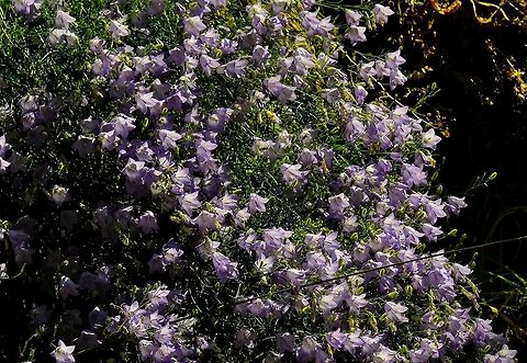 Hair-bell campanula rotundifolia Campanula rotundifolia,Geotagged,Harebell,Summer,United States,Wildflowers