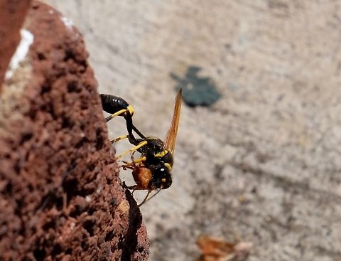 Mud dauber  Black and yellow mud dauber,Geotagged,Sceliphron caementarium,Summer,United States,Wasp
