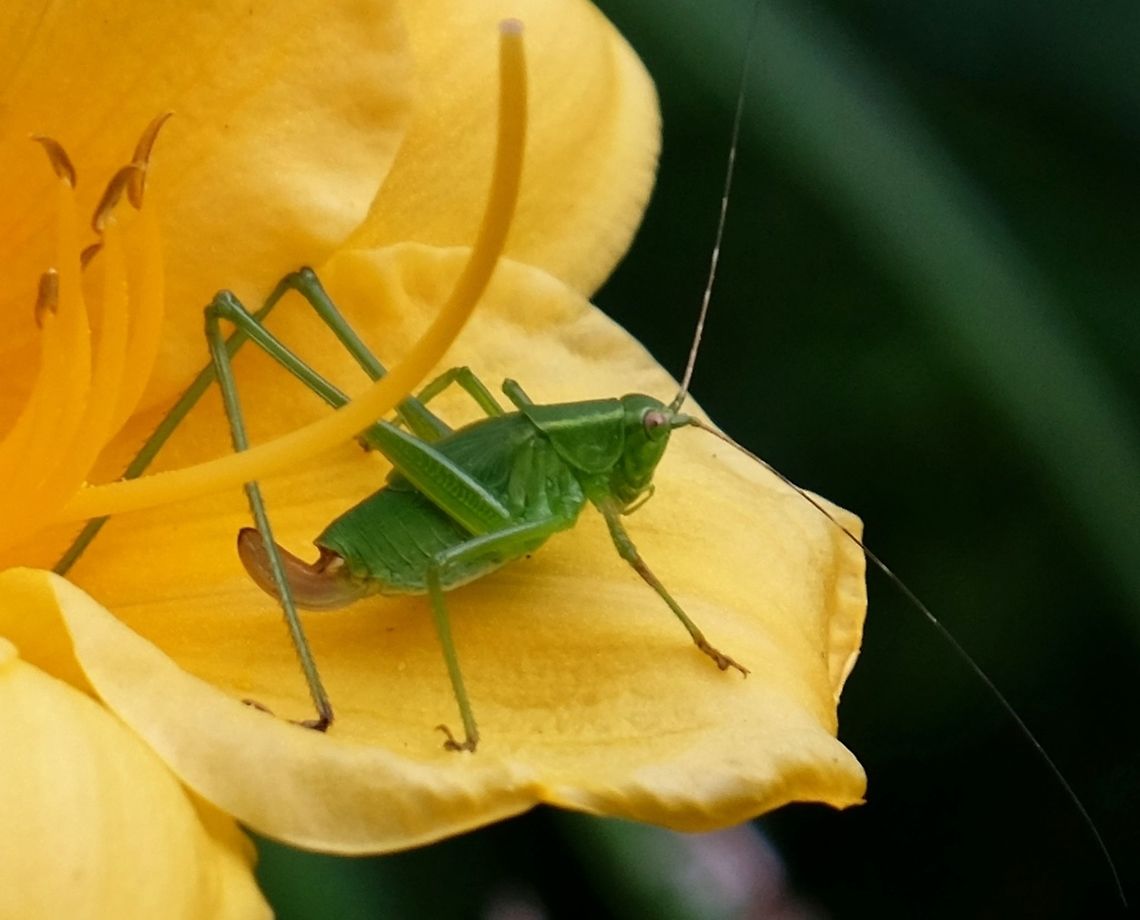 Great Green Bush-cricket  Geotagged,Summer,United States