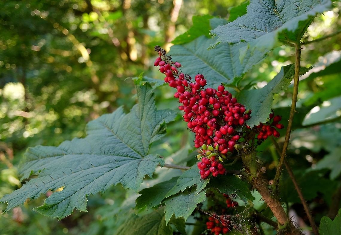 Devil's Club oplopanax horridus  Devils club,Geotagged,Oplopanax horridus,Summer,United States,shrub