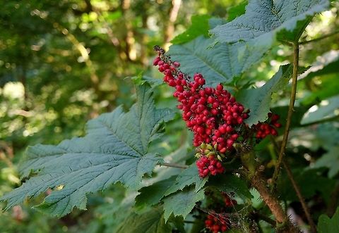 Devil's Club oplopanax horridus  Devils club,Geotagged,Oplopanax horridus,Summer,United States,shrub