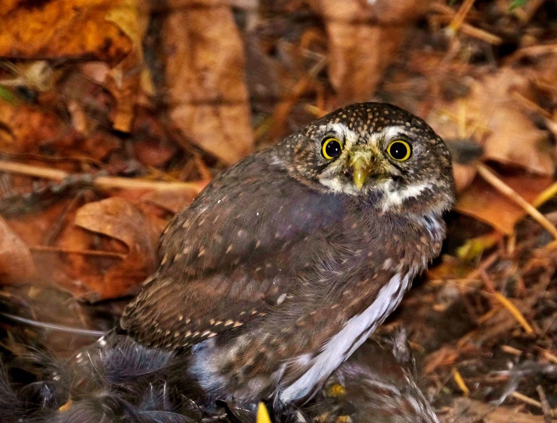 Northern Pygmy Owl  Birds of Prey,Fall,Geotagged,Glaucidium californicum,Northern pygmy owl,United States